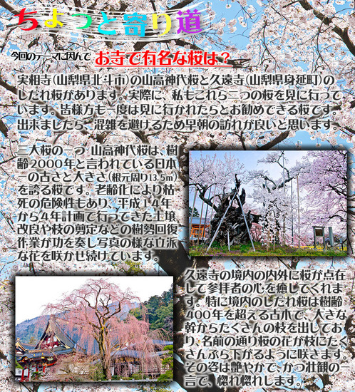 ちょっと寄り道 鎌倉のお寺の裏山から桜と富士山.jpg