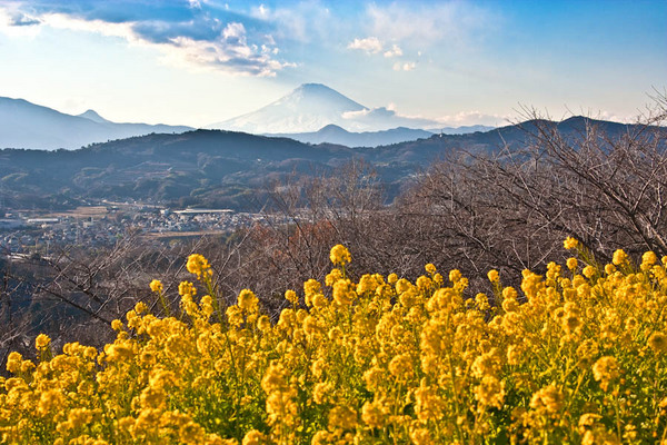 二宮吾妻山の富士 09011203.jpg