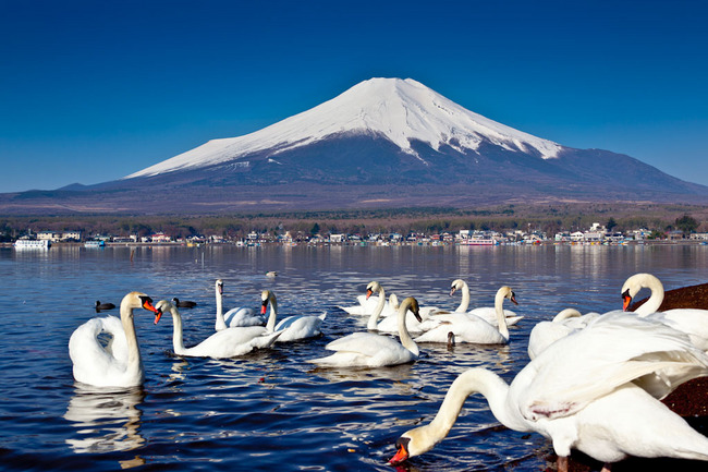 山中湖の白鳥と富士 10050244.jpg
