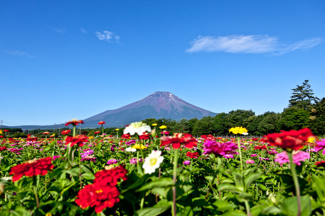 山中湖花の都公園の富士と百日草 10071904.jpg