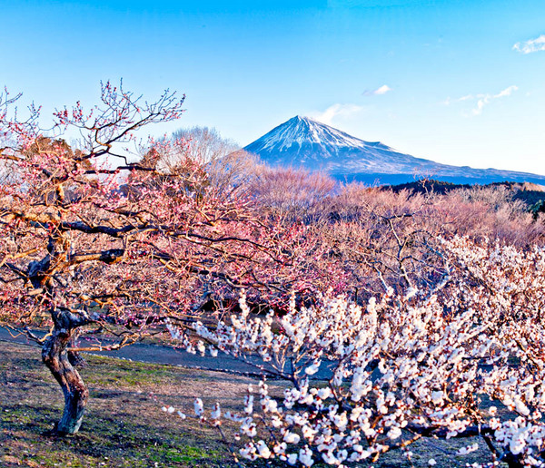 岩本山公園 梅と富士 10020616-Edit.jpg