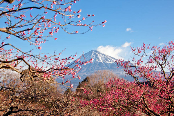 岩本山公園 梅と富士 10020628.jpg