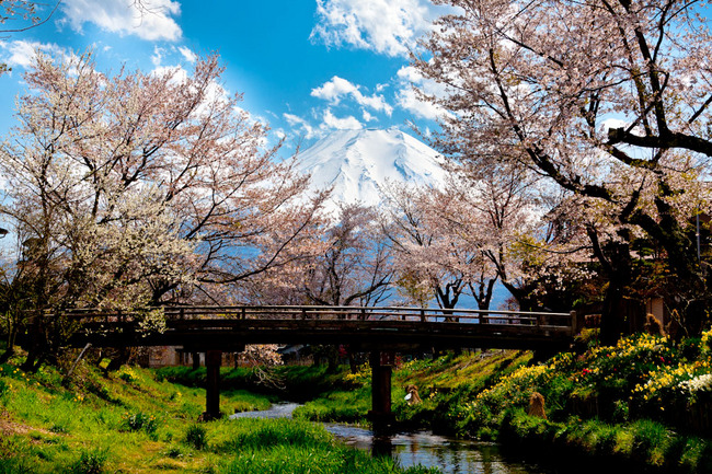 忍野の桜と富士 10050105.jpg