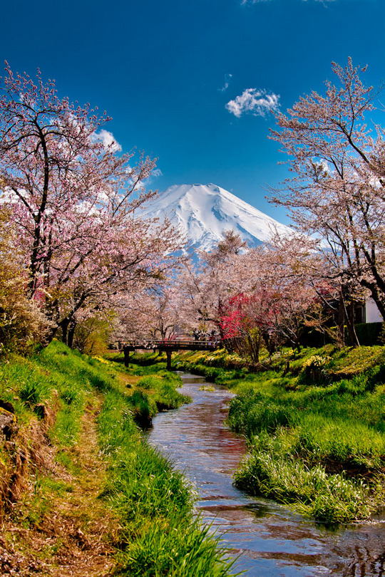 忍野の桜と富士 10050111.jpg