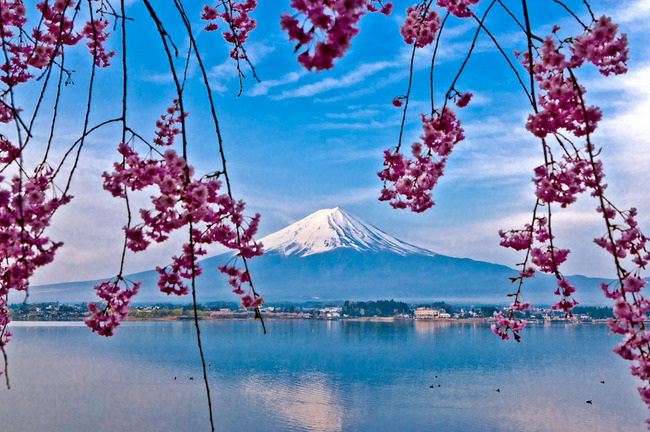 河口湖の富士と桜 09041915.jpg